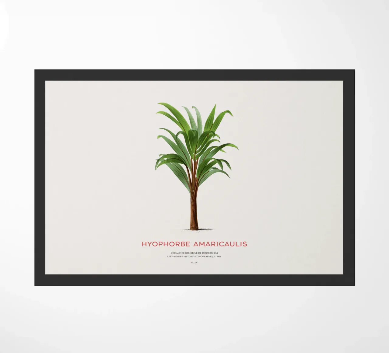 Palma più solitaria o Hyophorbe Amaricaulis zerbino da Vintagrafica
