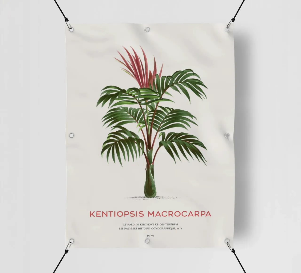 Palma a foglie rosse o Kentiopsis Macrocarpa telo in pvc da Vintagrafica