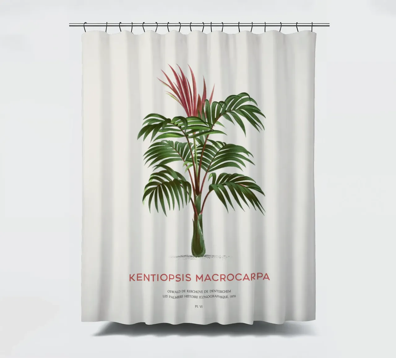 Rotblattpalme oder Kentiopsis Macrocarpa Duschvorhang von Vintagrafica