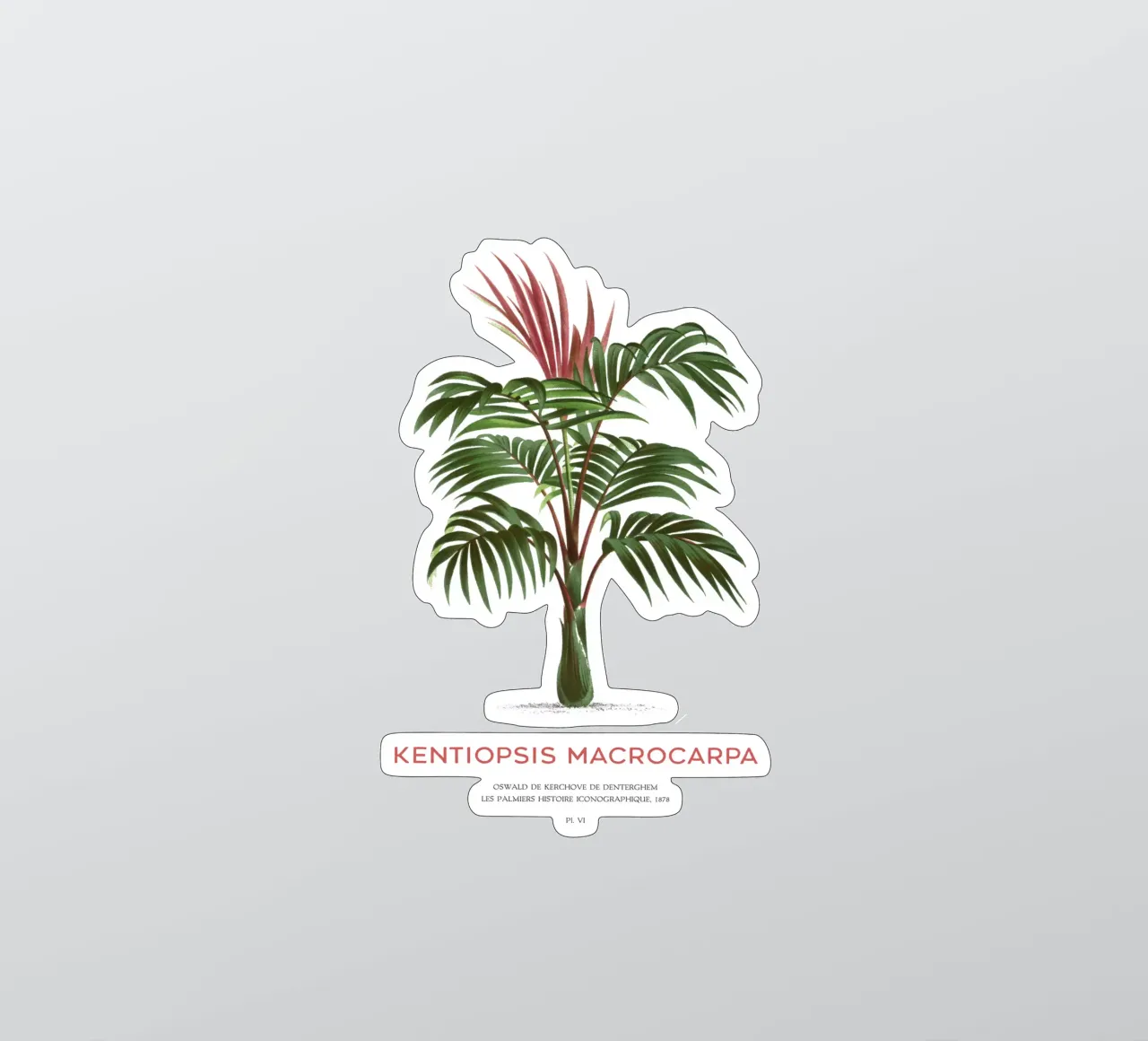 Rotblattpalme oder Kentiopsis Macrocarpa Sticker von Vintagrafica