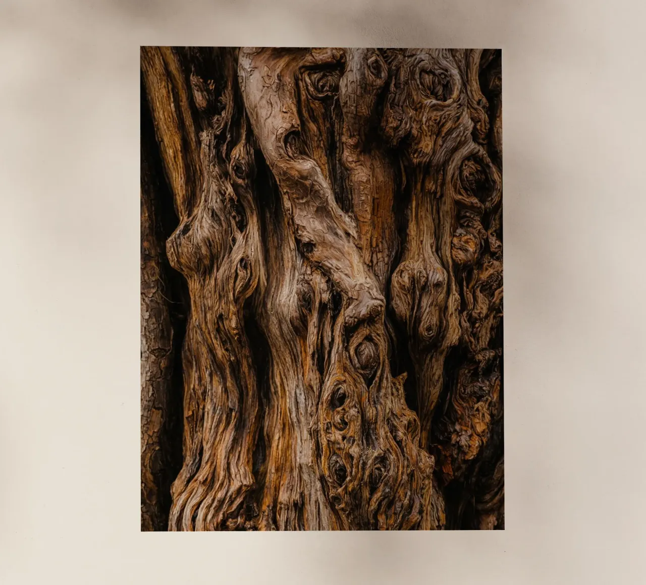 old tree trunk pellicola backlit da landtengs