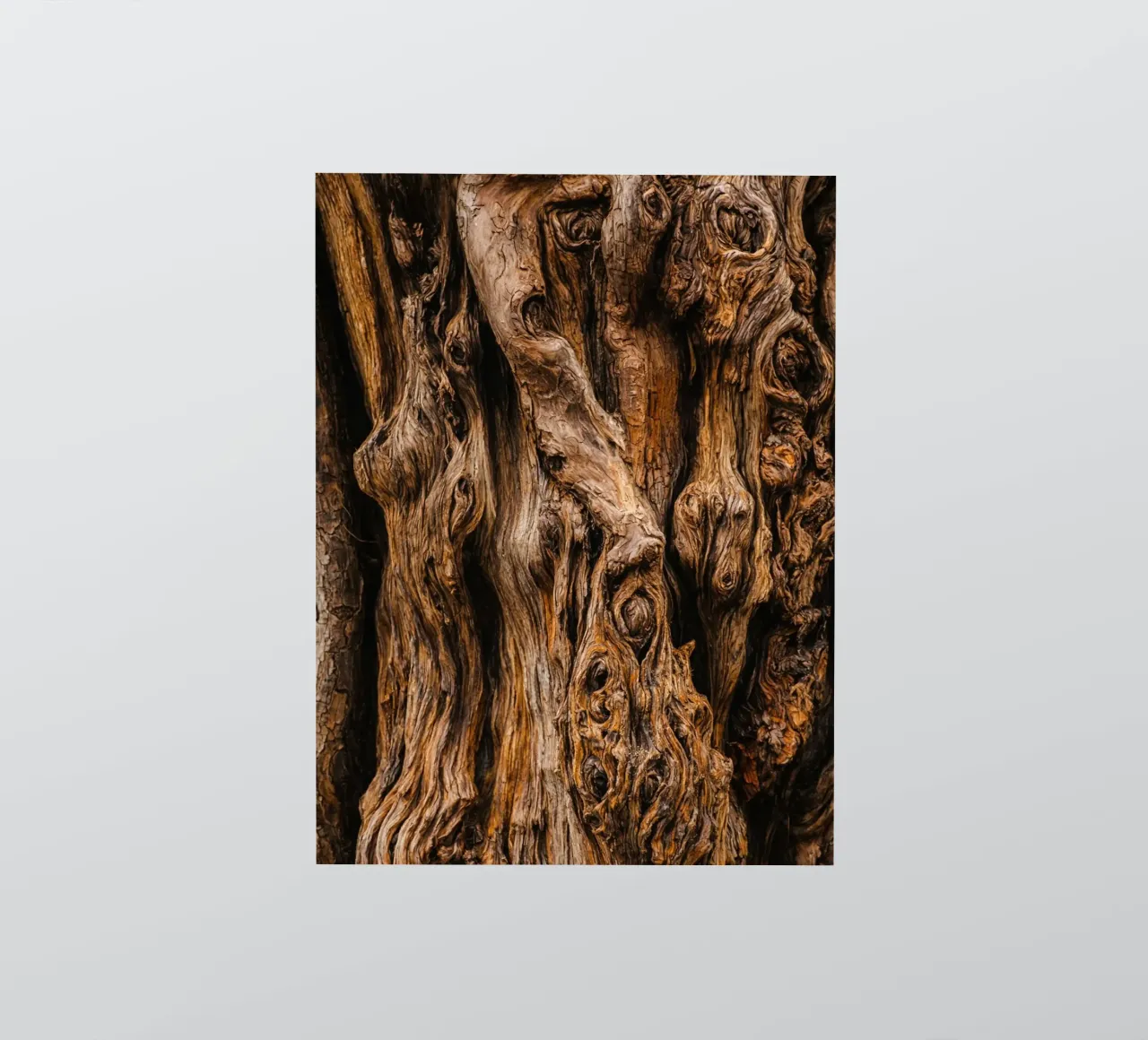 old tree trunk sticker by landtengs
