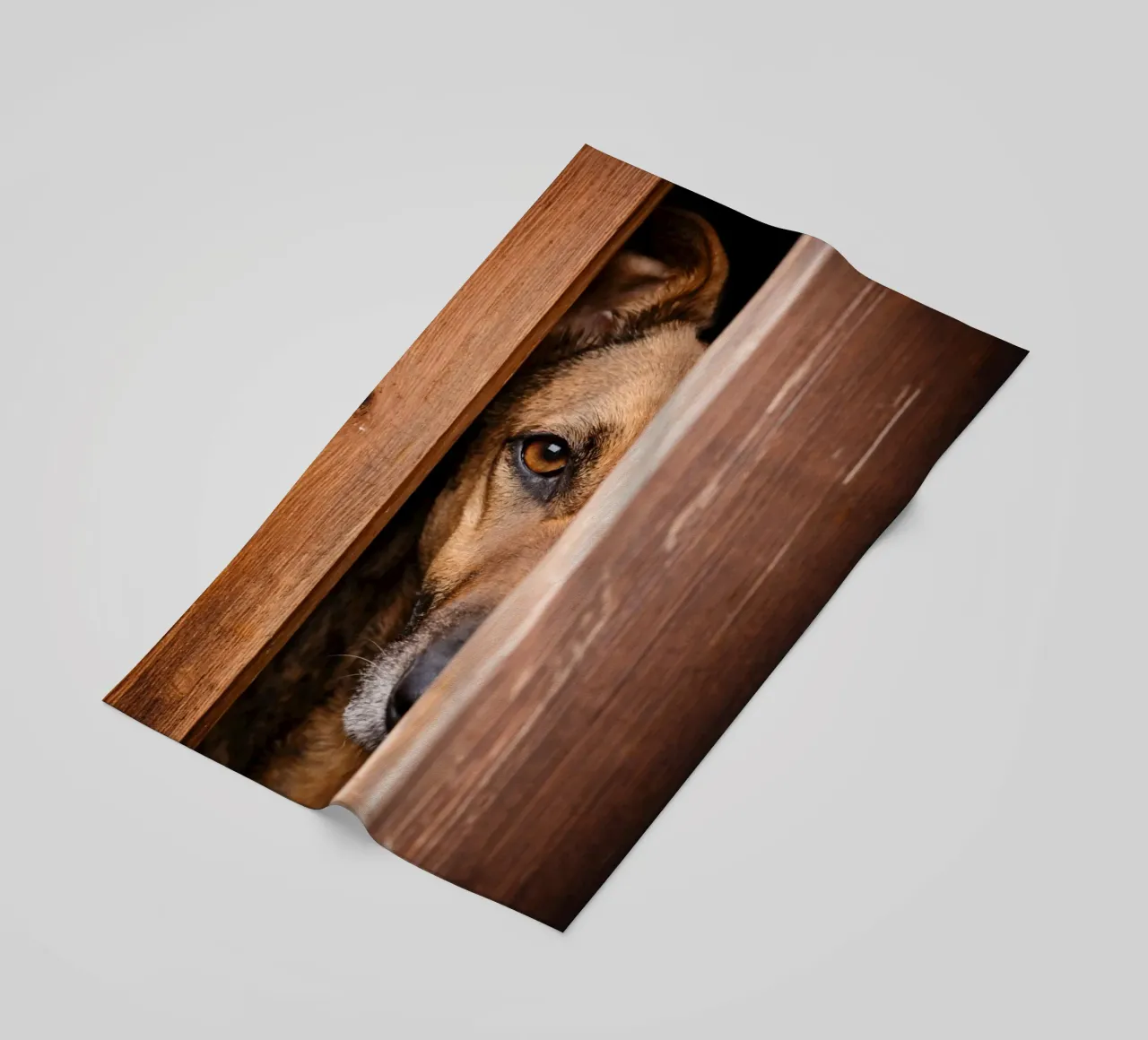 cane spia telo mare da landtengs