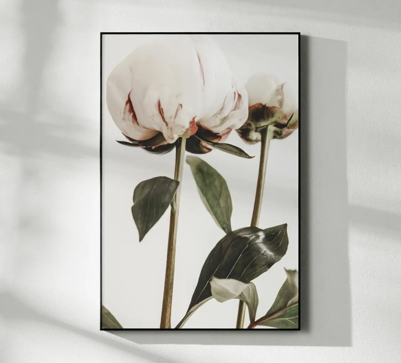 Peonie plexiglass da Pictufy Photography