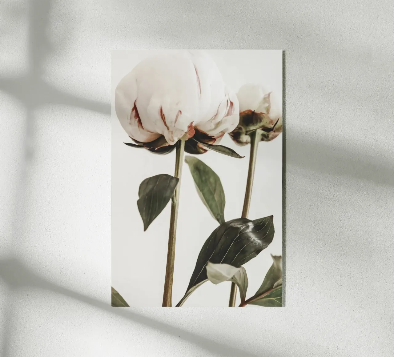 Peonie plexiglass da Pictufy Photography