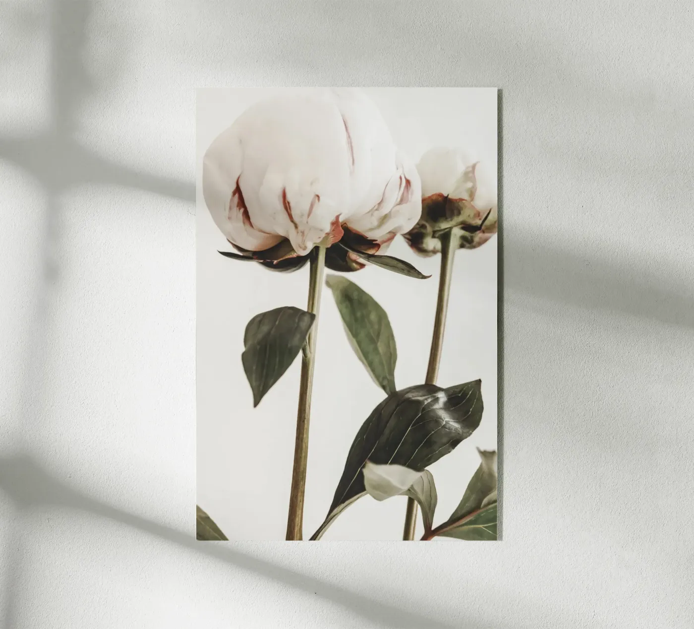 Peonie plexiglass da Pictufy Photography