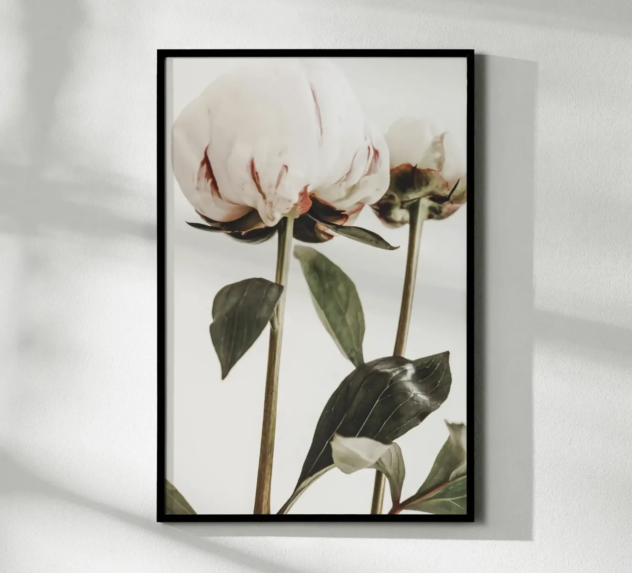 Peonies poster by Pictufy Photography
