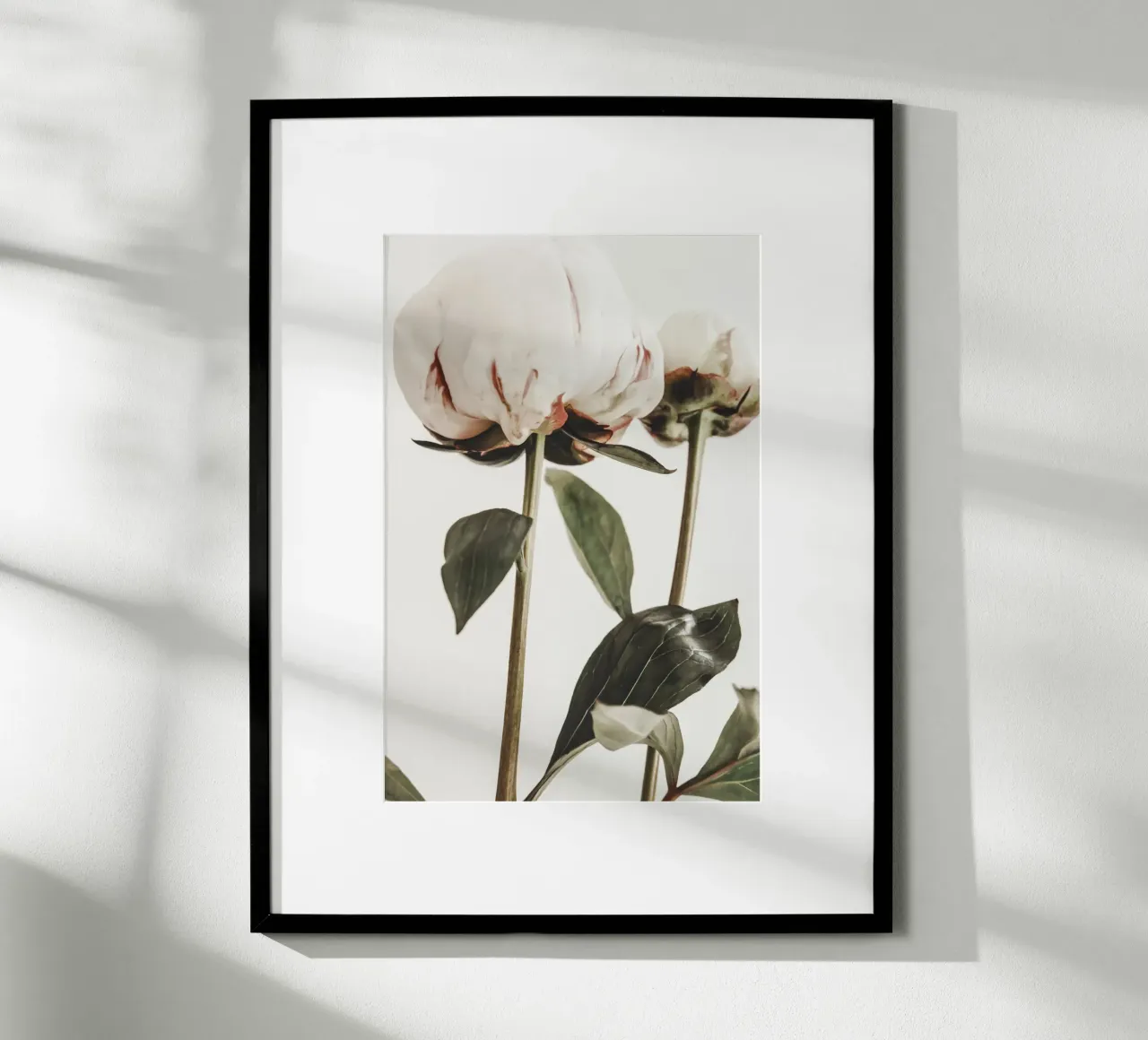Peonies poster by Pictufy Photography