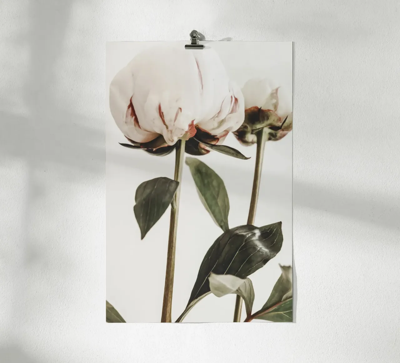 Peonies poster by Pictufy Photography