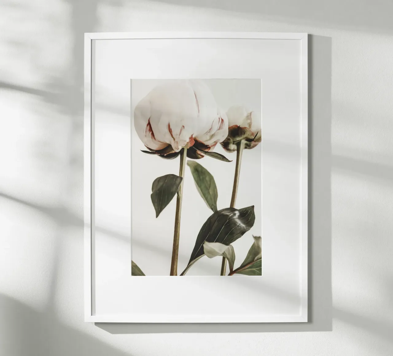 Peonies poster by Pictufy Photography