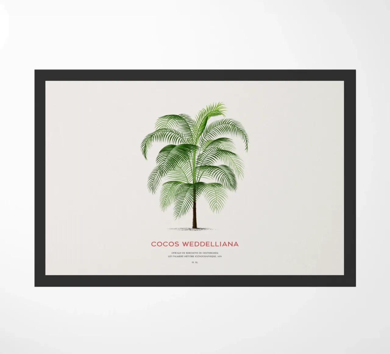 Coconut palm or Cocos Weddelliana doormat by Vintagrafica