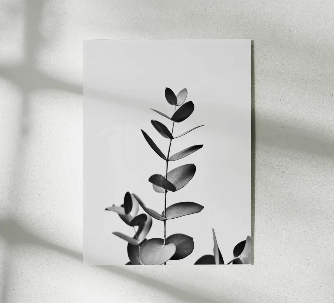 BW EUCALYPTUS plexiglass da PERSIE