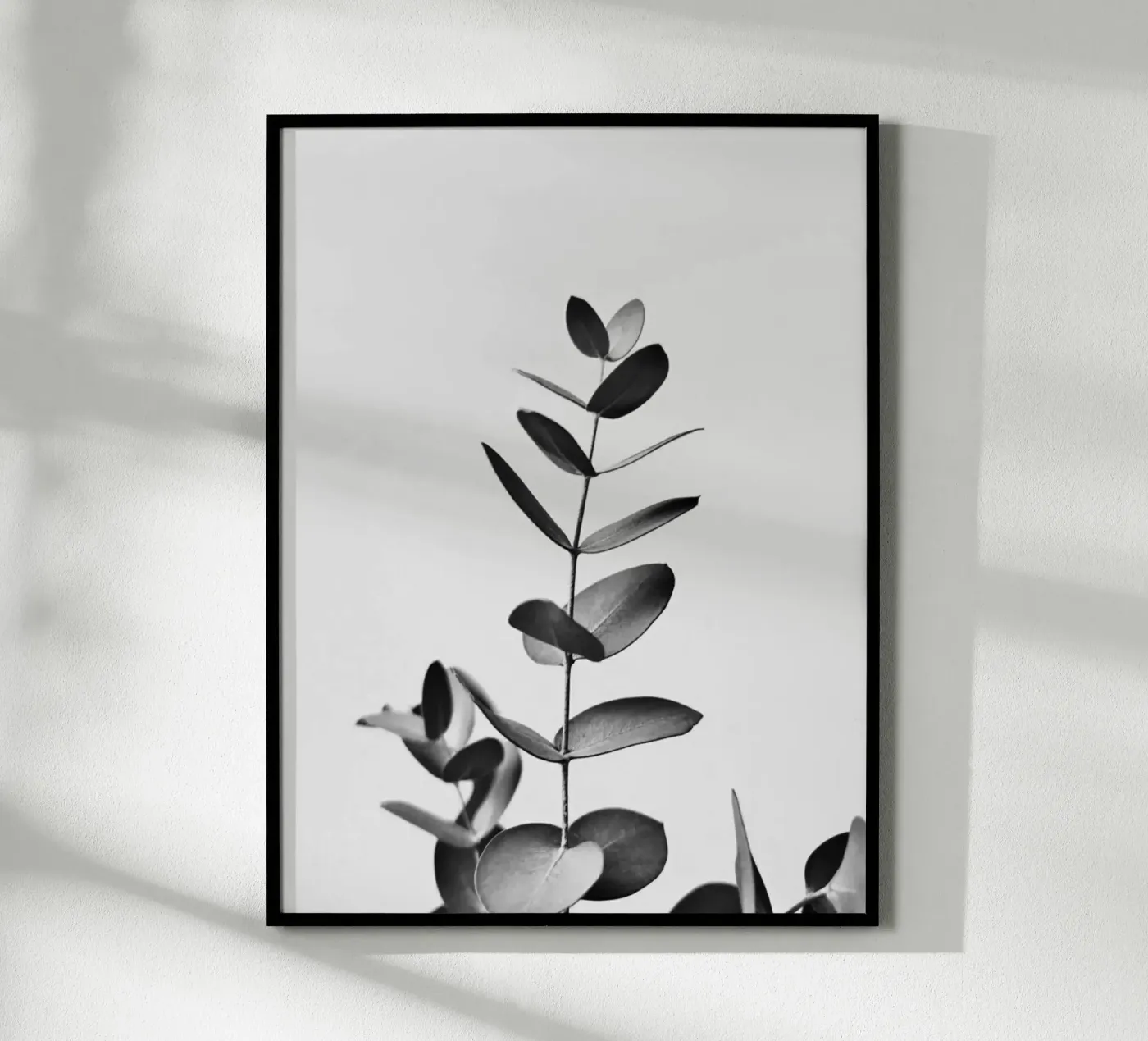 BW EUCALYPTUS poster by PERSIE