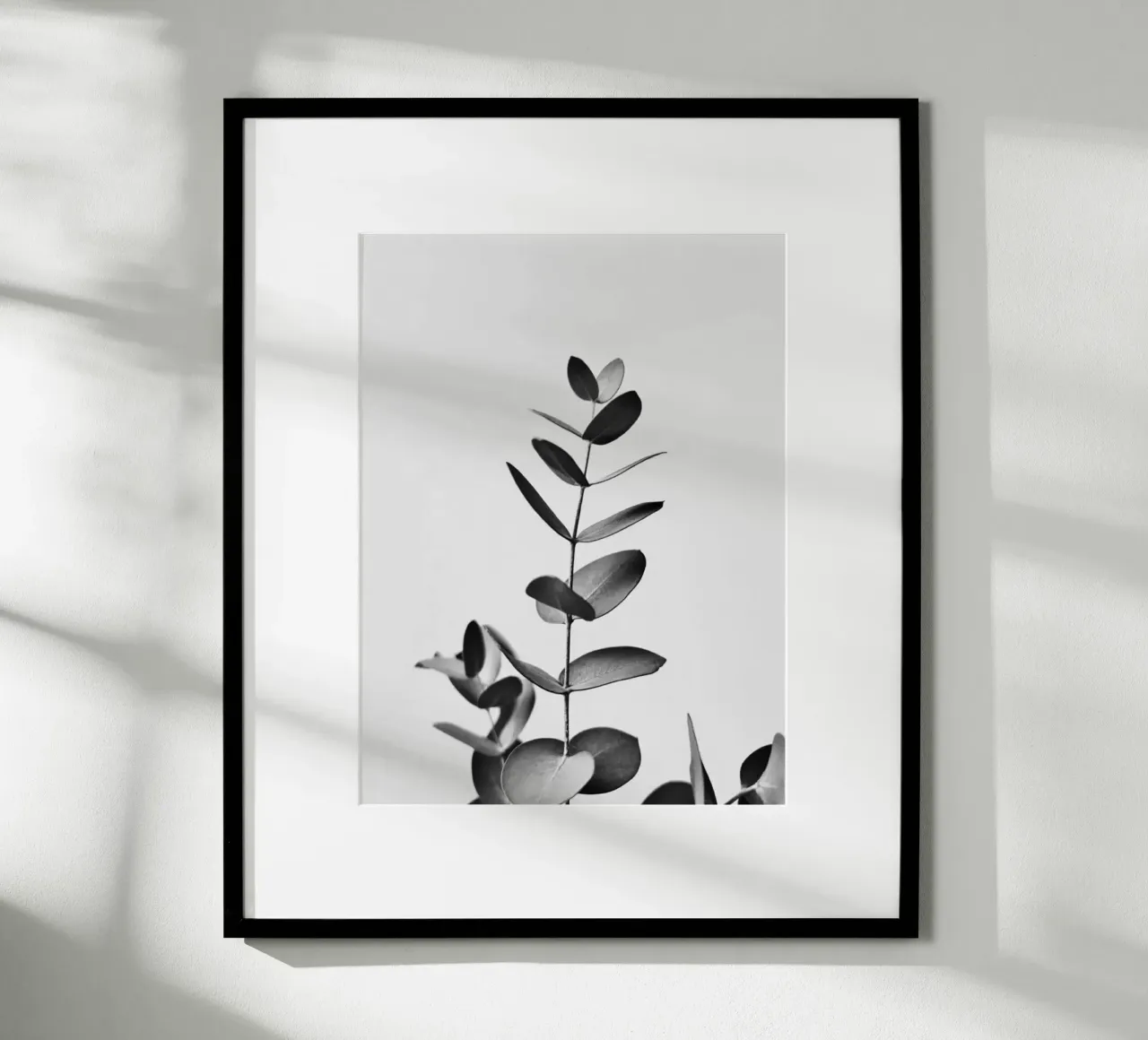 BW EUCALYPTUS poster da PERSIE