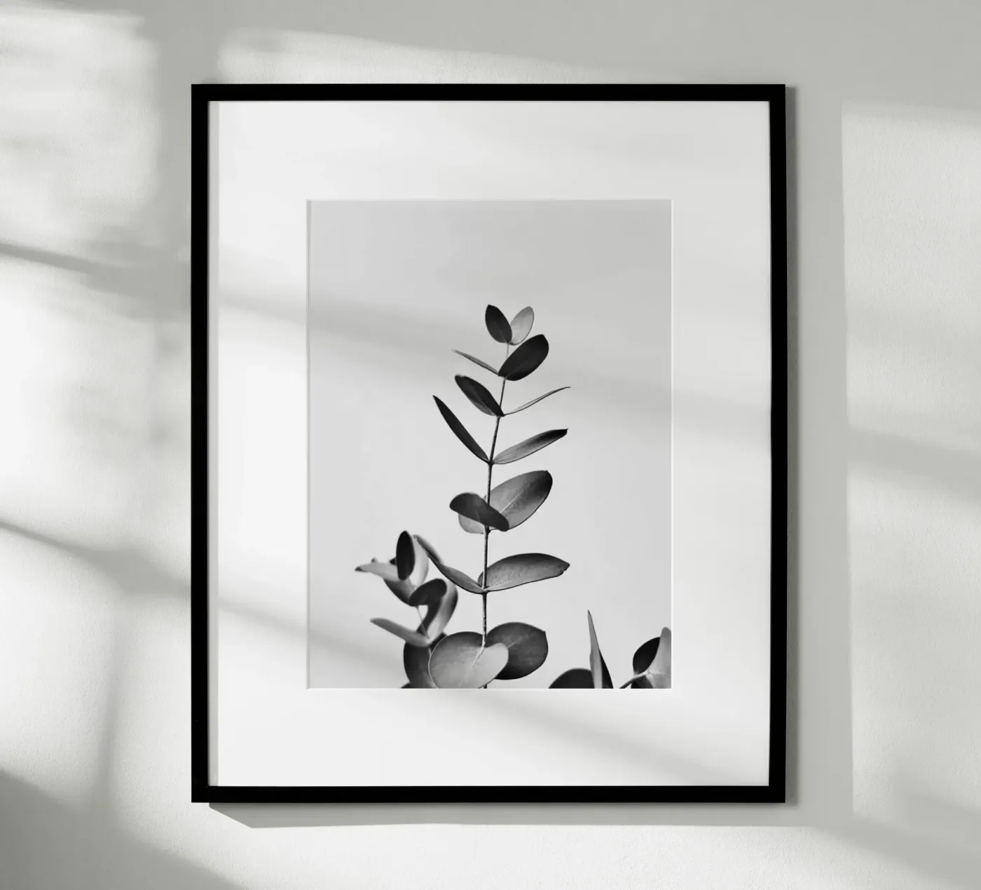BW EUCALYPTUS poster by PERSIE