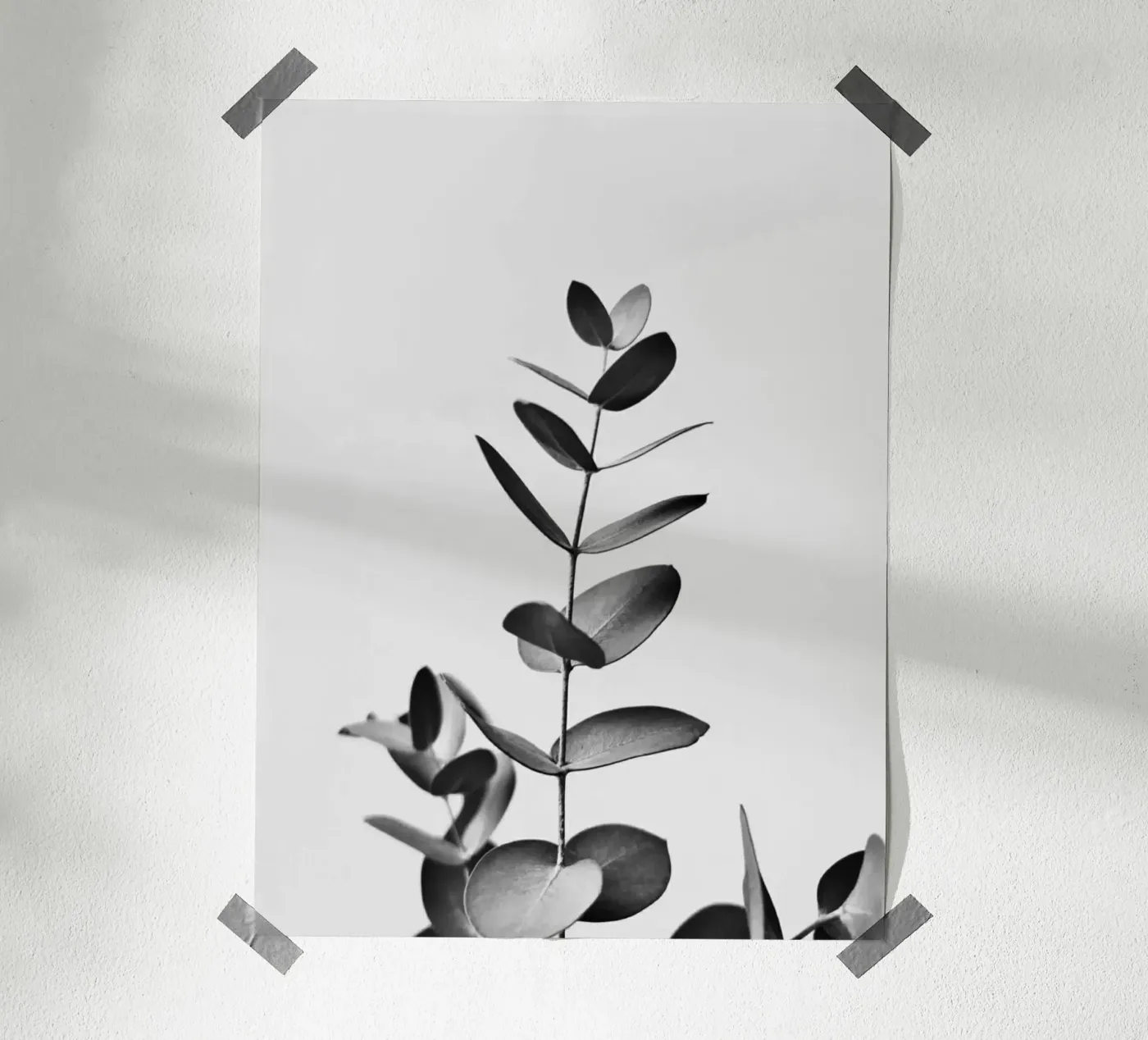 BW EUCALYPTUS poster by PERSIE