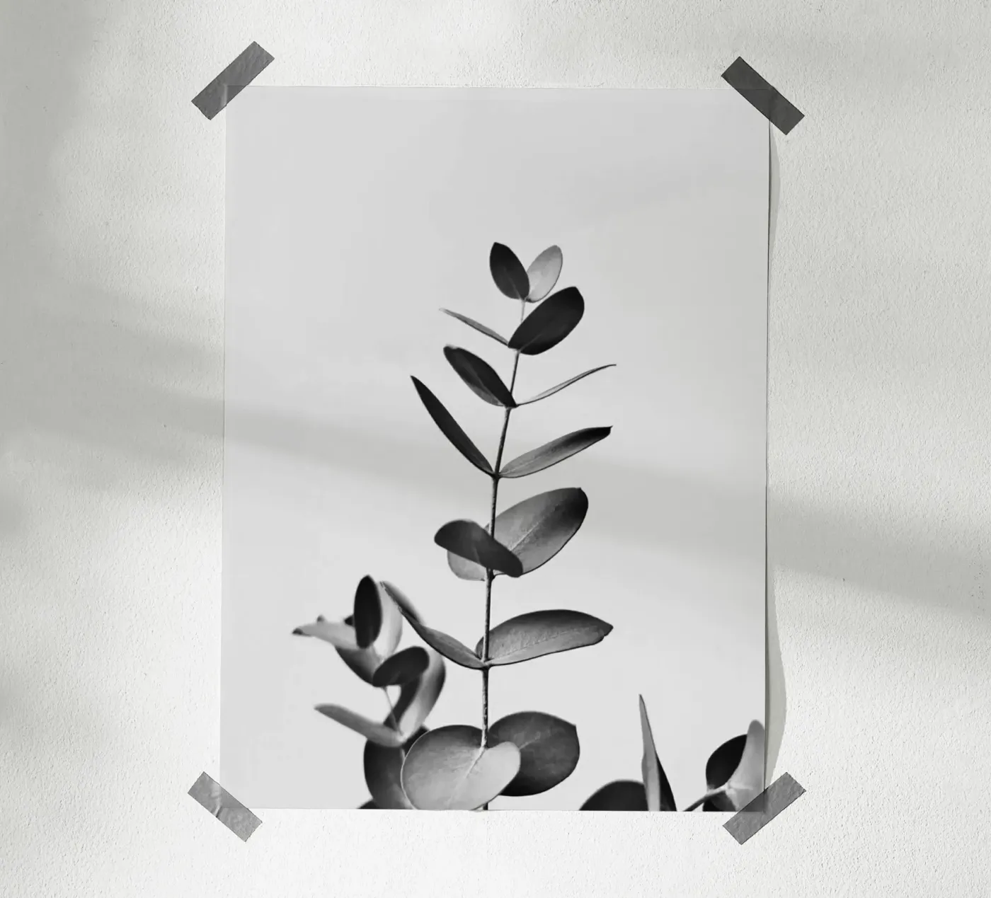 BW EUCALYPTUS poster by PERSIE