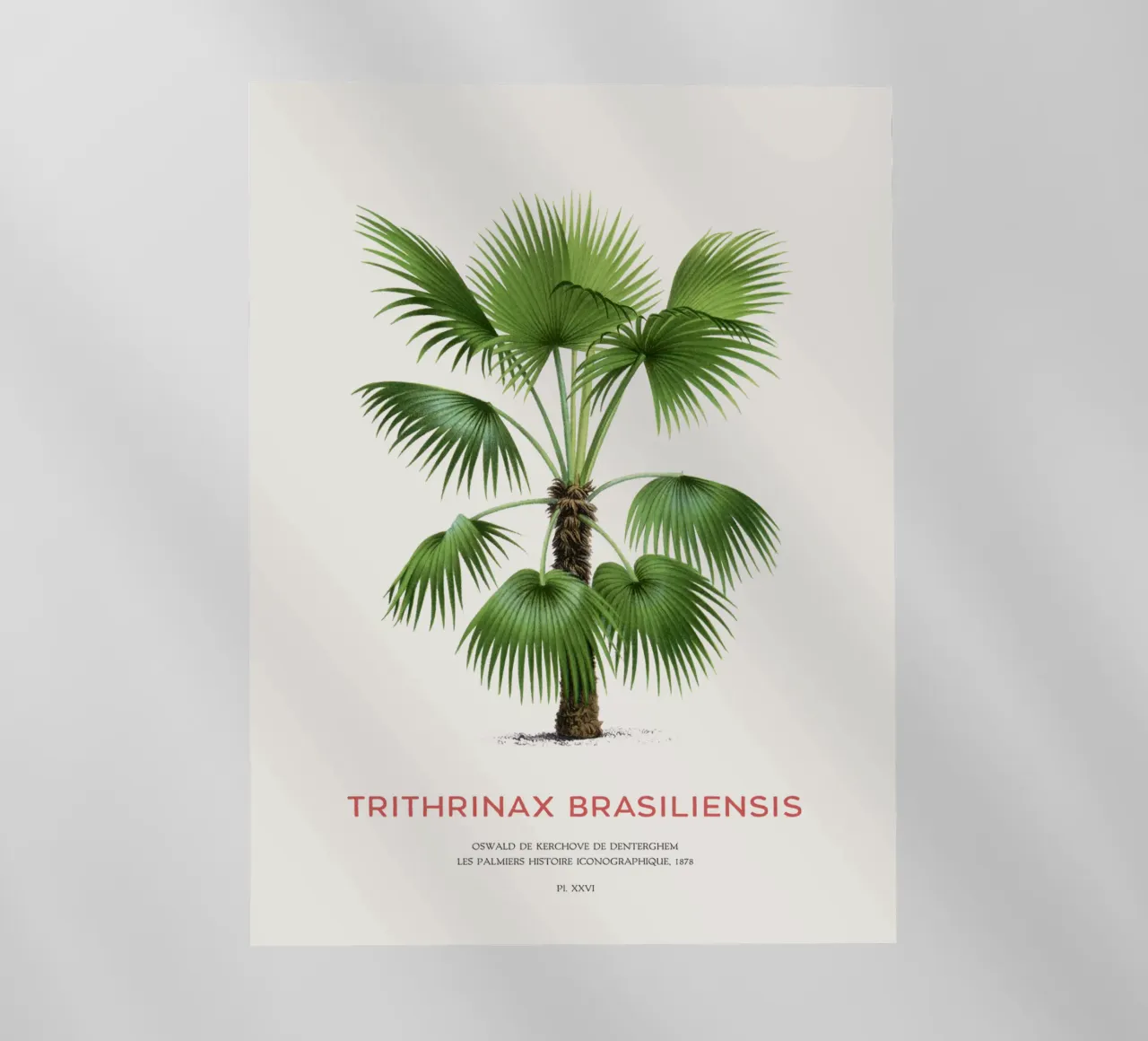 Palm tree - Trithrinax Brasiliensis backlit film by Vintagrafica