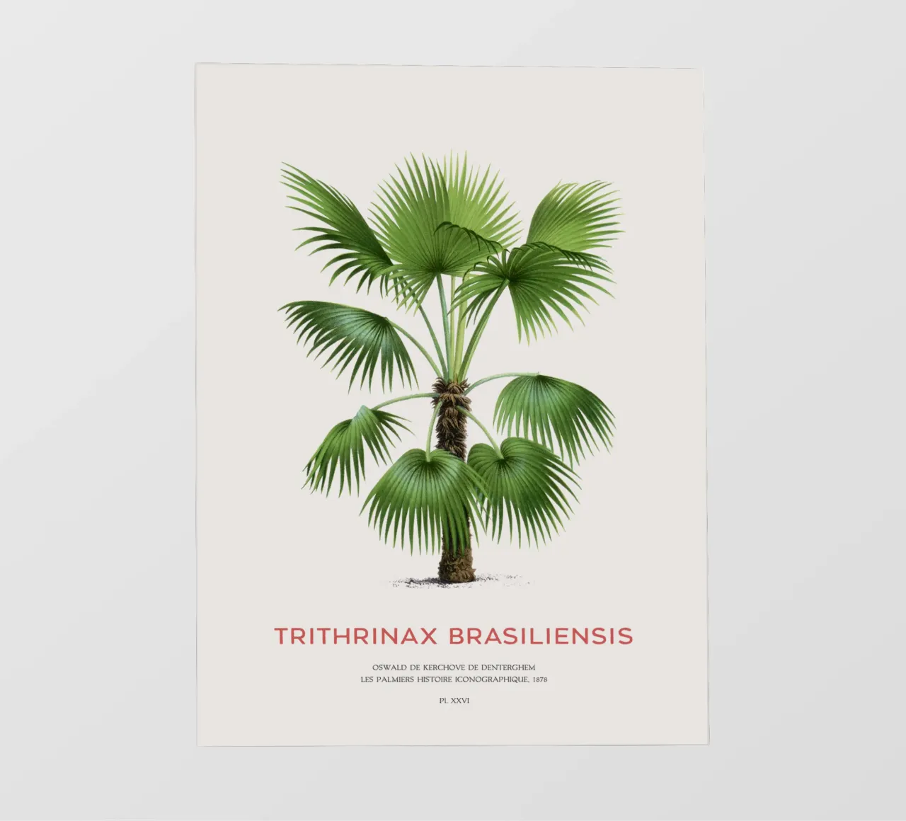 Palm tree - Trithrinax Brasiliensis backlit film by Vintagrafica