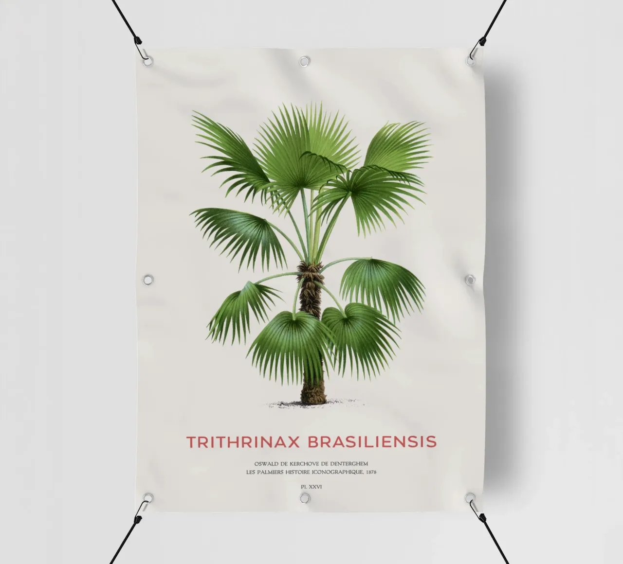 Palma - Trithrinax Brasiliensis telo in pvc da Vintagrafica