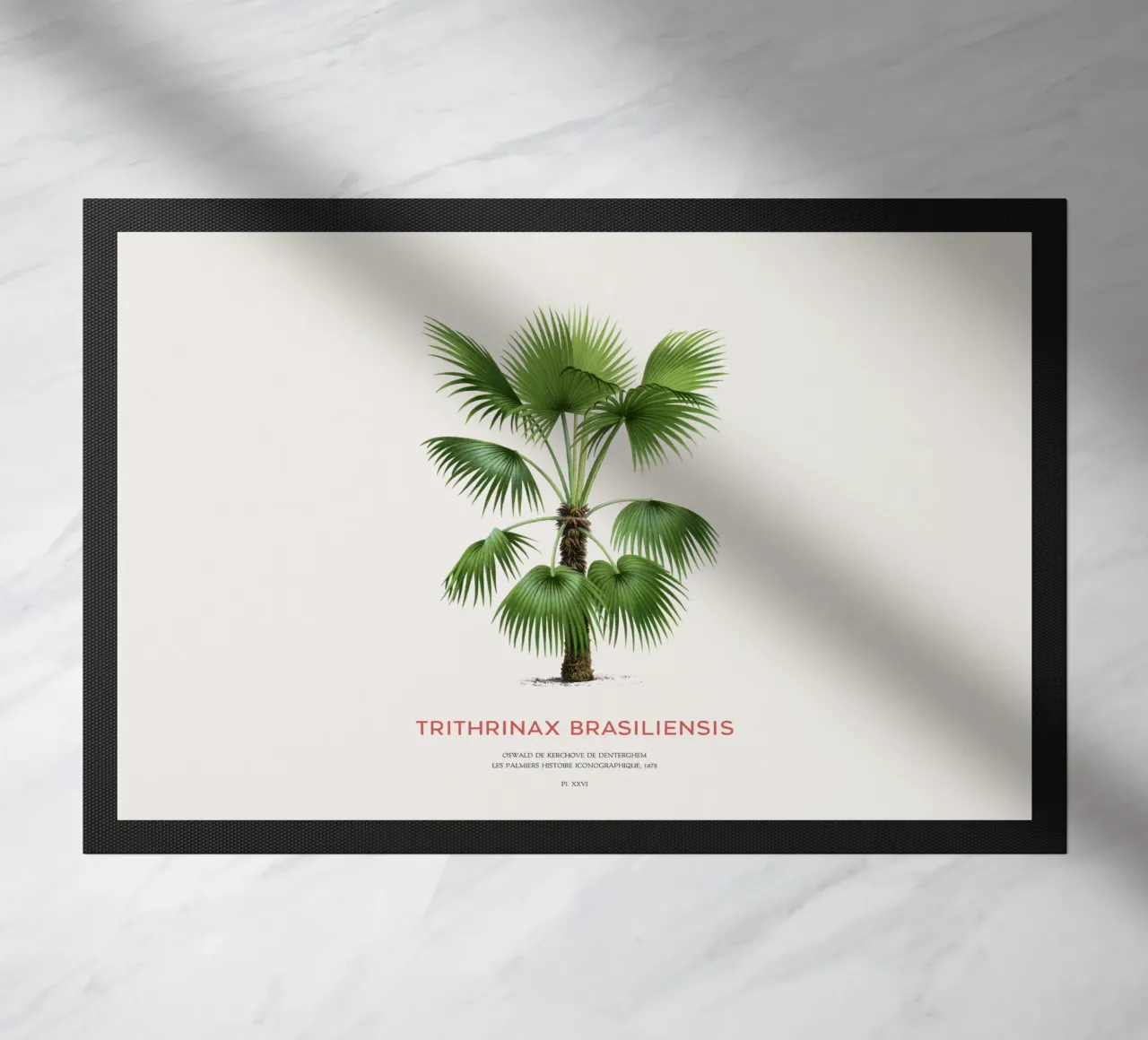 Palma - Trithrinax Brasiliensis zerbino da Vintagrafica