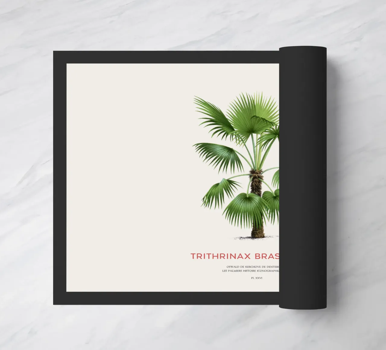 Palma - Trithrinax Brasiliensis zerbino da Vintagrafica