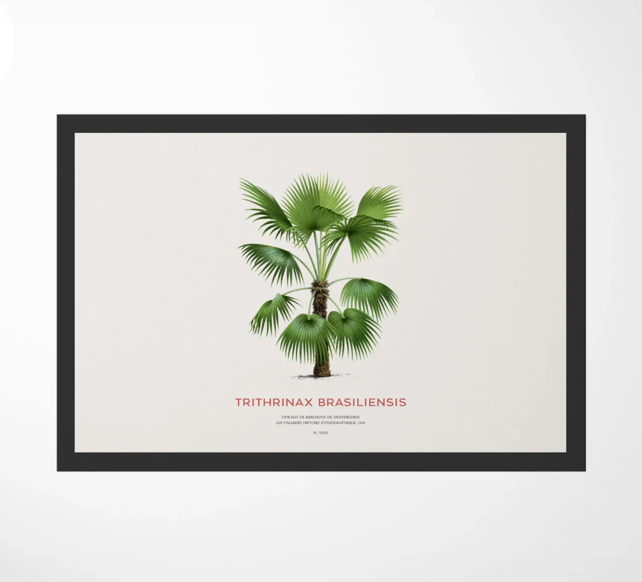 Palma - Trithrinax Brasiliensis zerbino da Vintagrafica