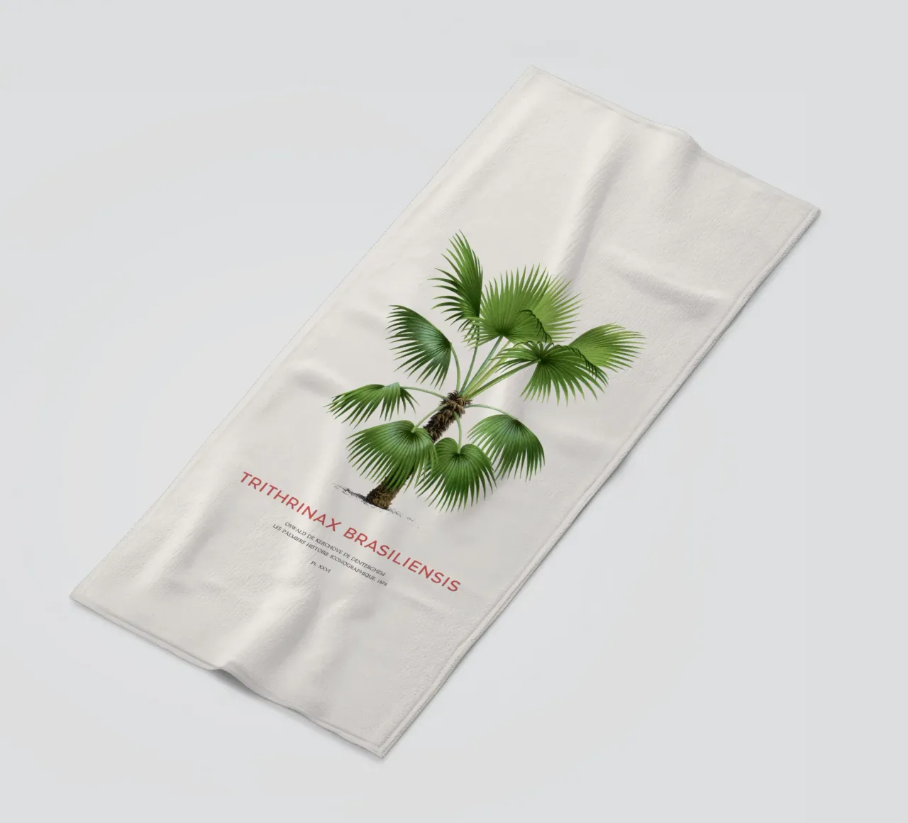 Palma - Trithrinax Brasiliensis telo mare da Vintagrafica