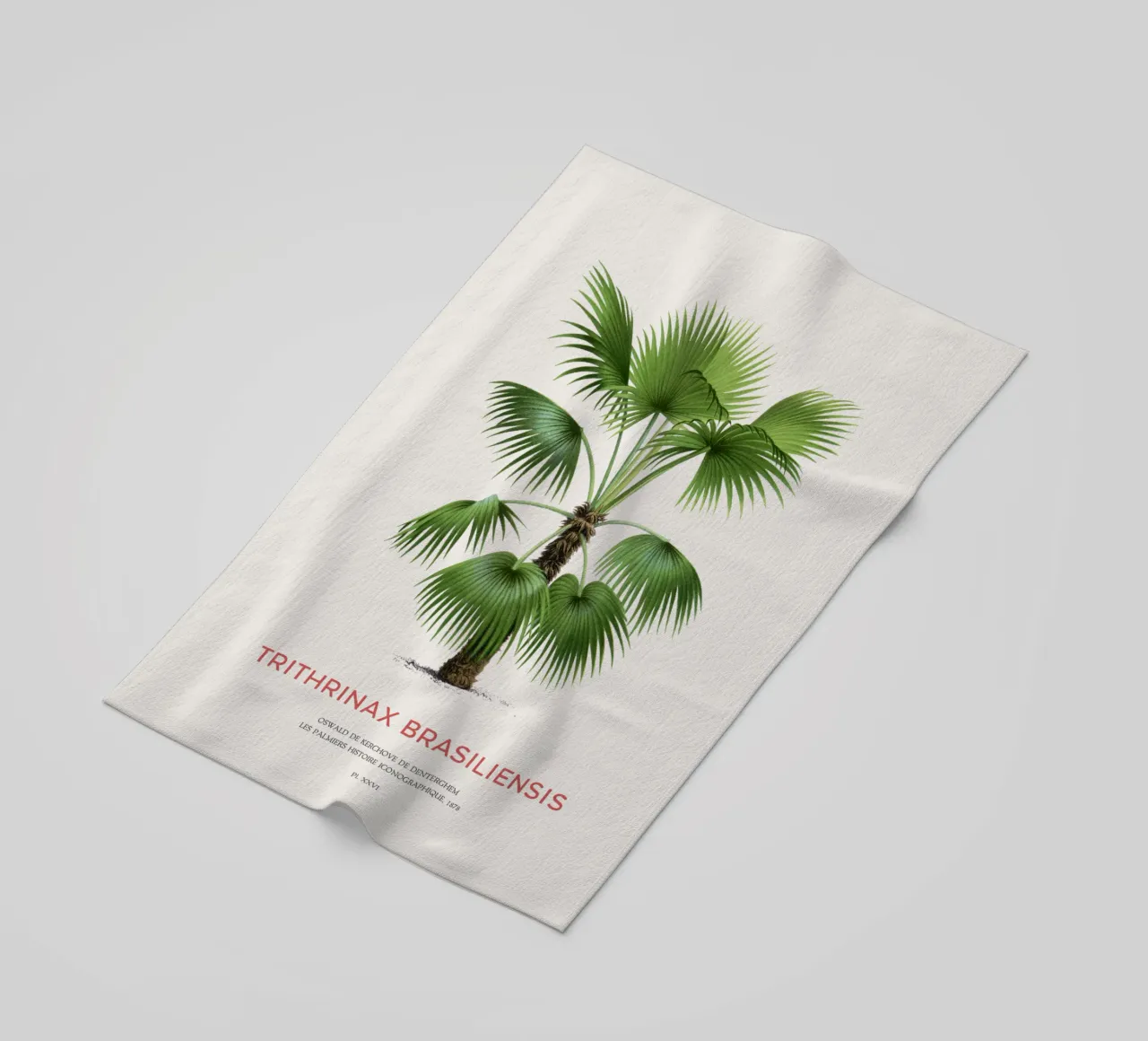 Palma - Trithrinax Brasiliensis telo mare da Vintagrafica