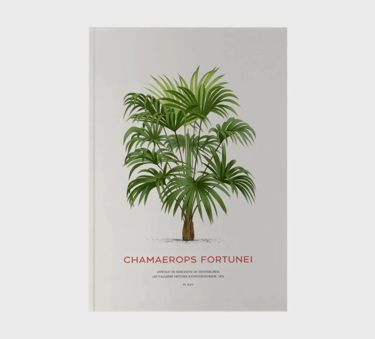 Chinese windmill palm or Chamaerops Fortunei notebook by Vintagrafica
