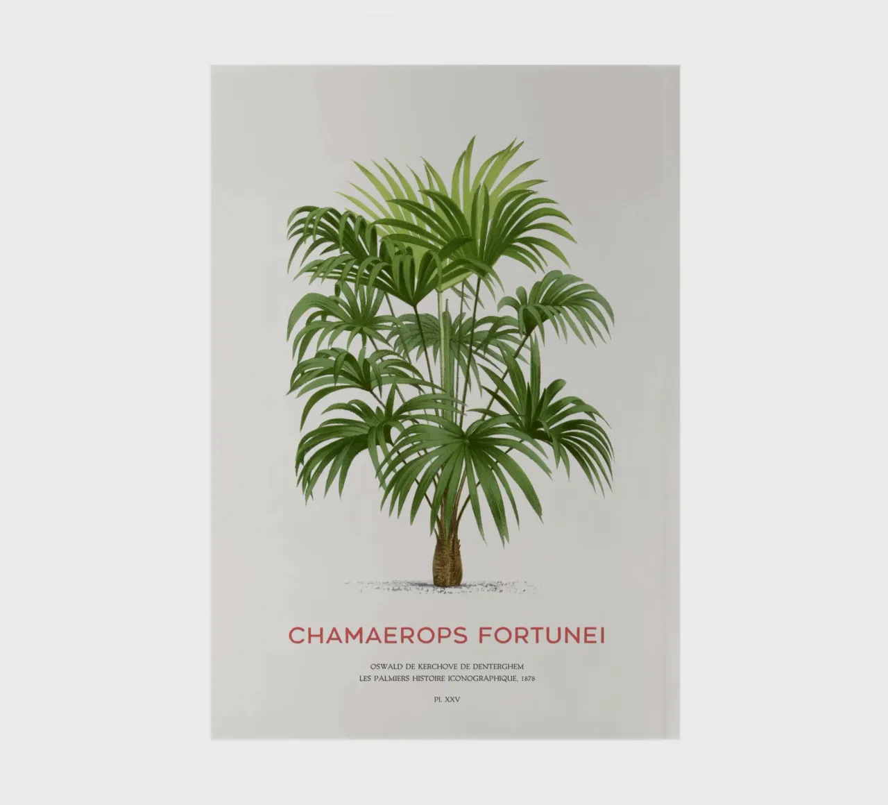 Chinese windmill palm or Chamaerops Fortunei notebook by Vintagrafica