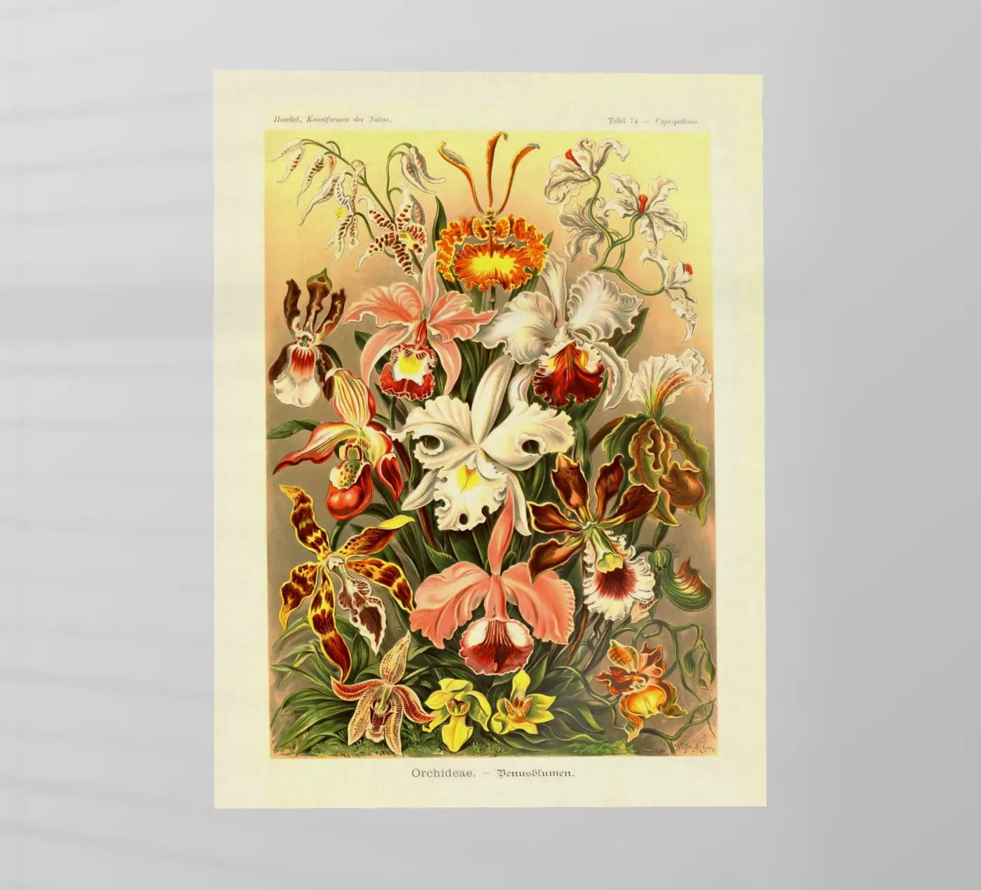 Summer's here pellicola backlit da vintagebotanics