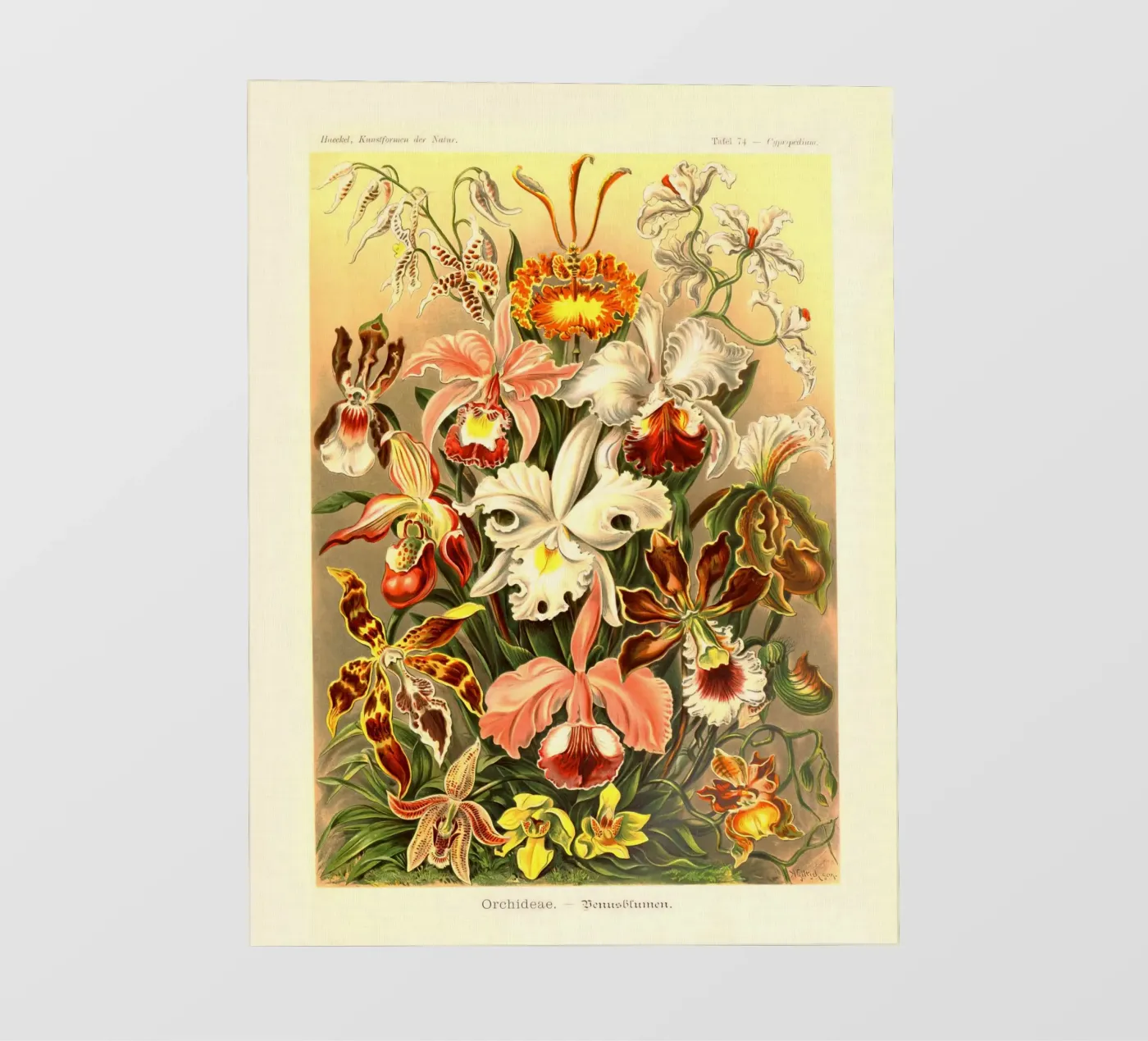 Summer's here pellicola backlit da vintagebotanics