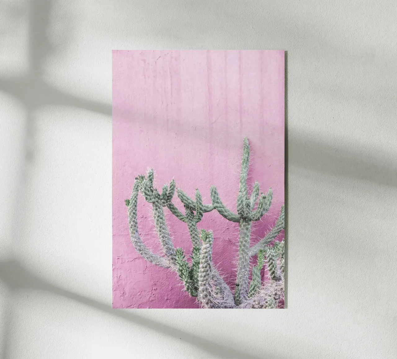 Cactus su rosa plexiglass da Kathrin Pienaar