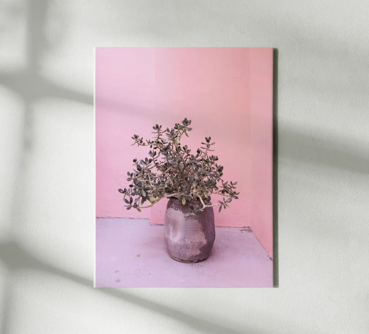 Succulente rustiche spagnole tela con Cornice a cassetta da Kathrin Pienaar