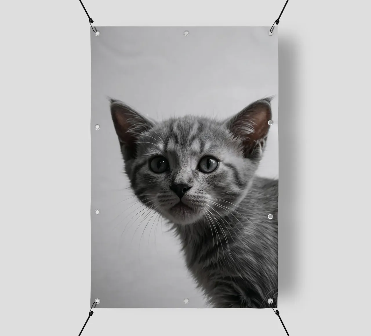 Ritratto di un gattino grigio con occhi intensi | Lavoro 47 telo in pvc da Paws & Portraits