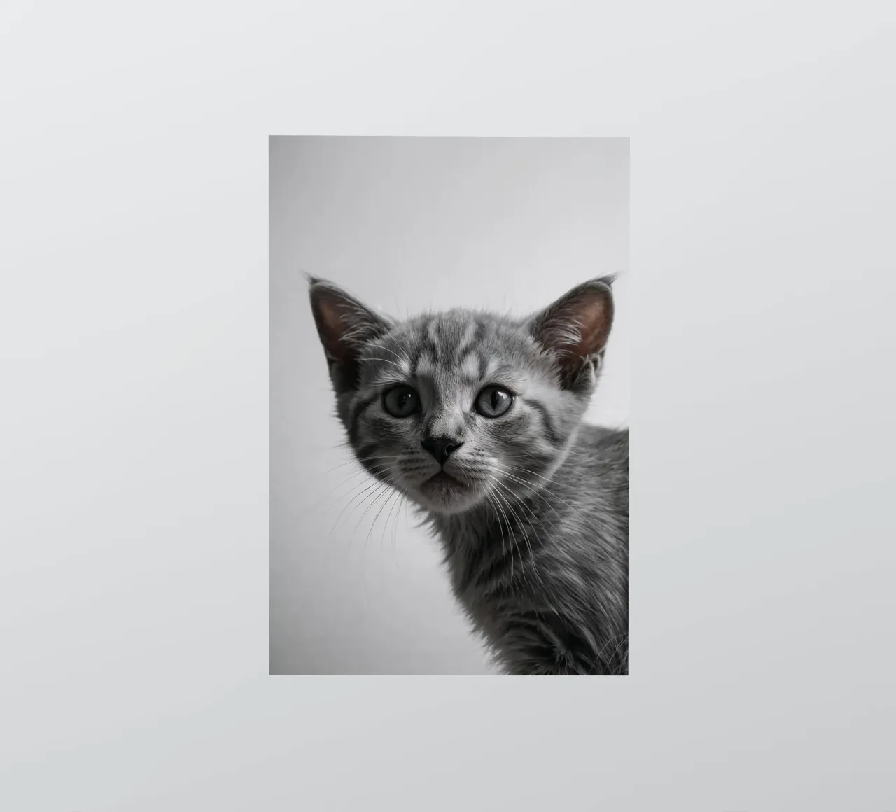 Portrait of a grey kitten w/ intense eyes | Work 47 sticker by Paws & Portraits