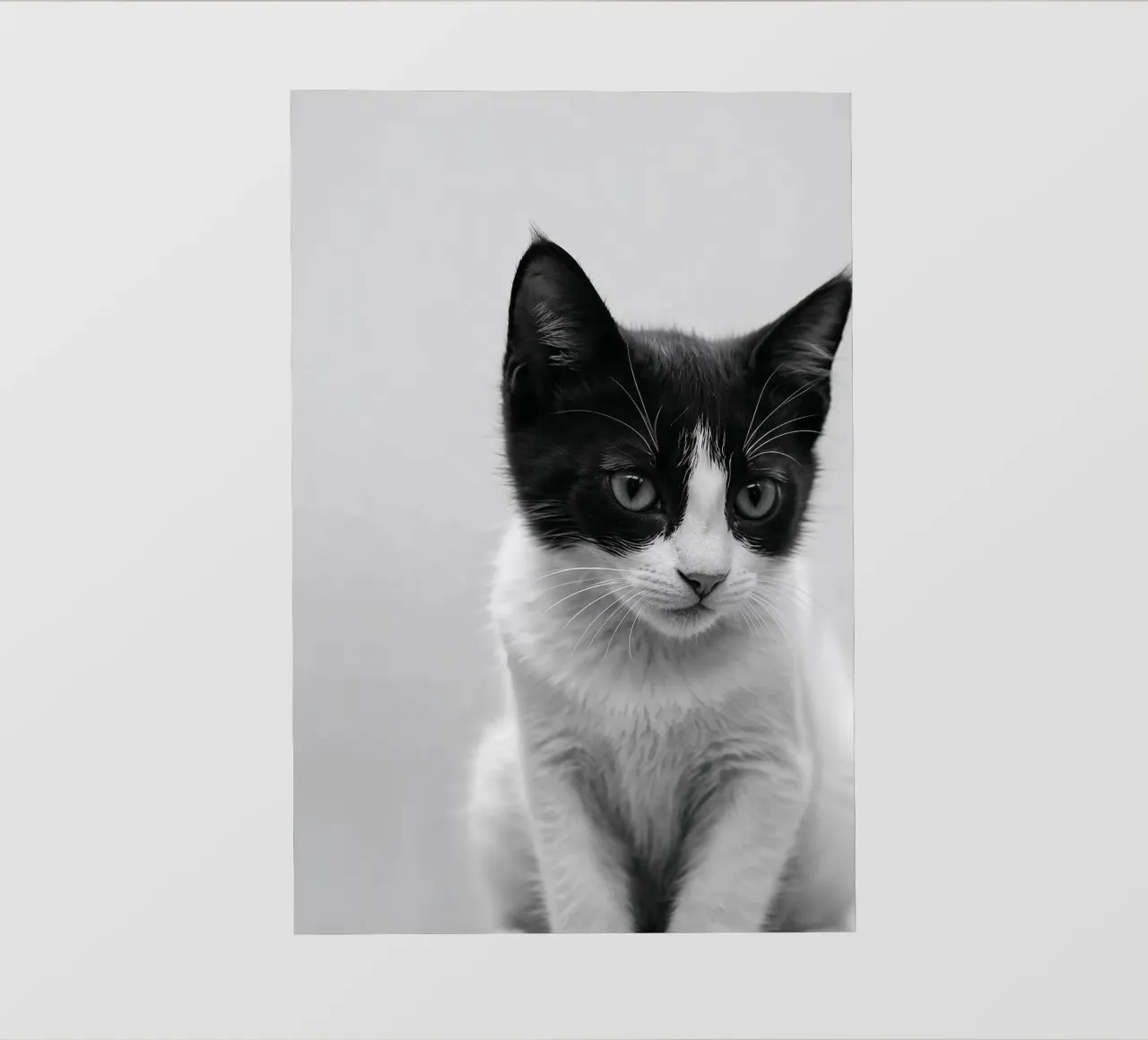 Ritratto in bianco e nero di un giovane gatto | Werk 52 pellicola backlit da Paws & Portraits