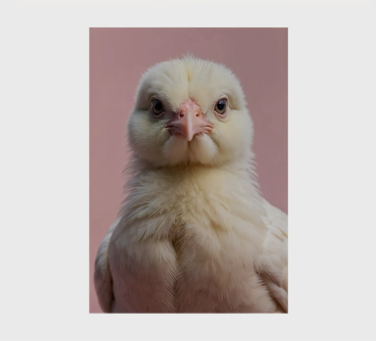 Portrait of a fluffy chick | Work 61 notebook by Paws & Portraits