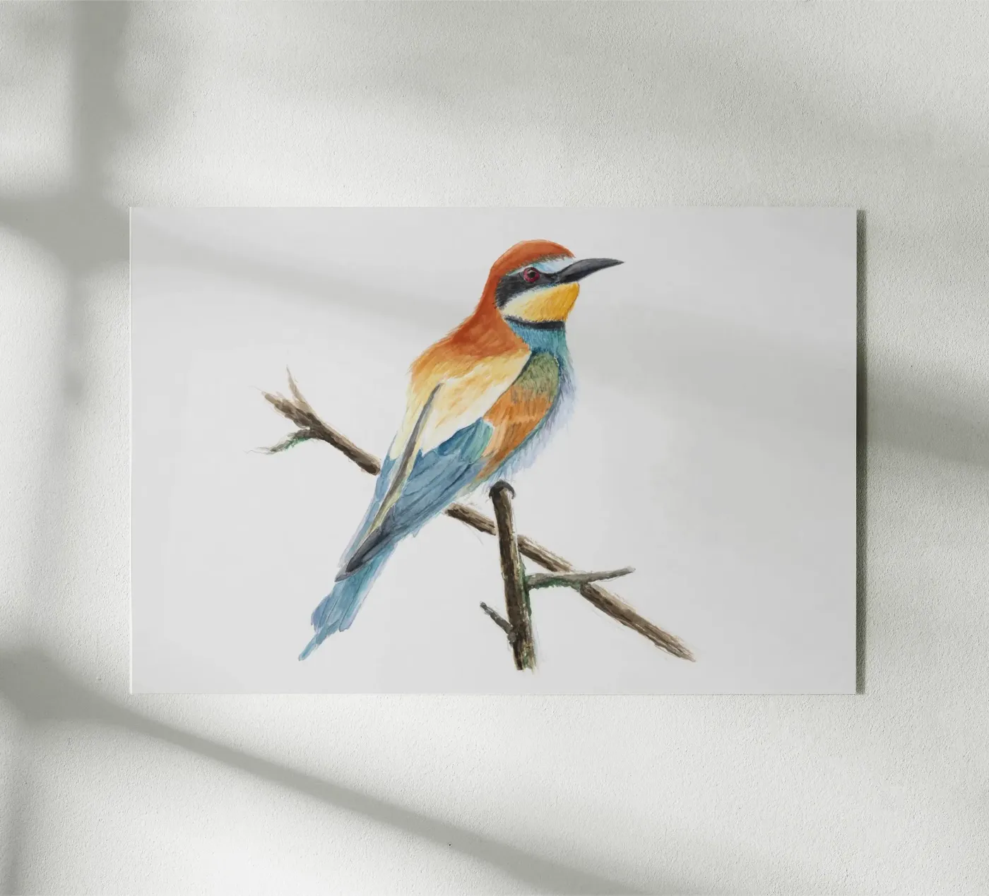 Gruccione "Merops apiaster" plexiglass da Barbara Buderath Illustrationen