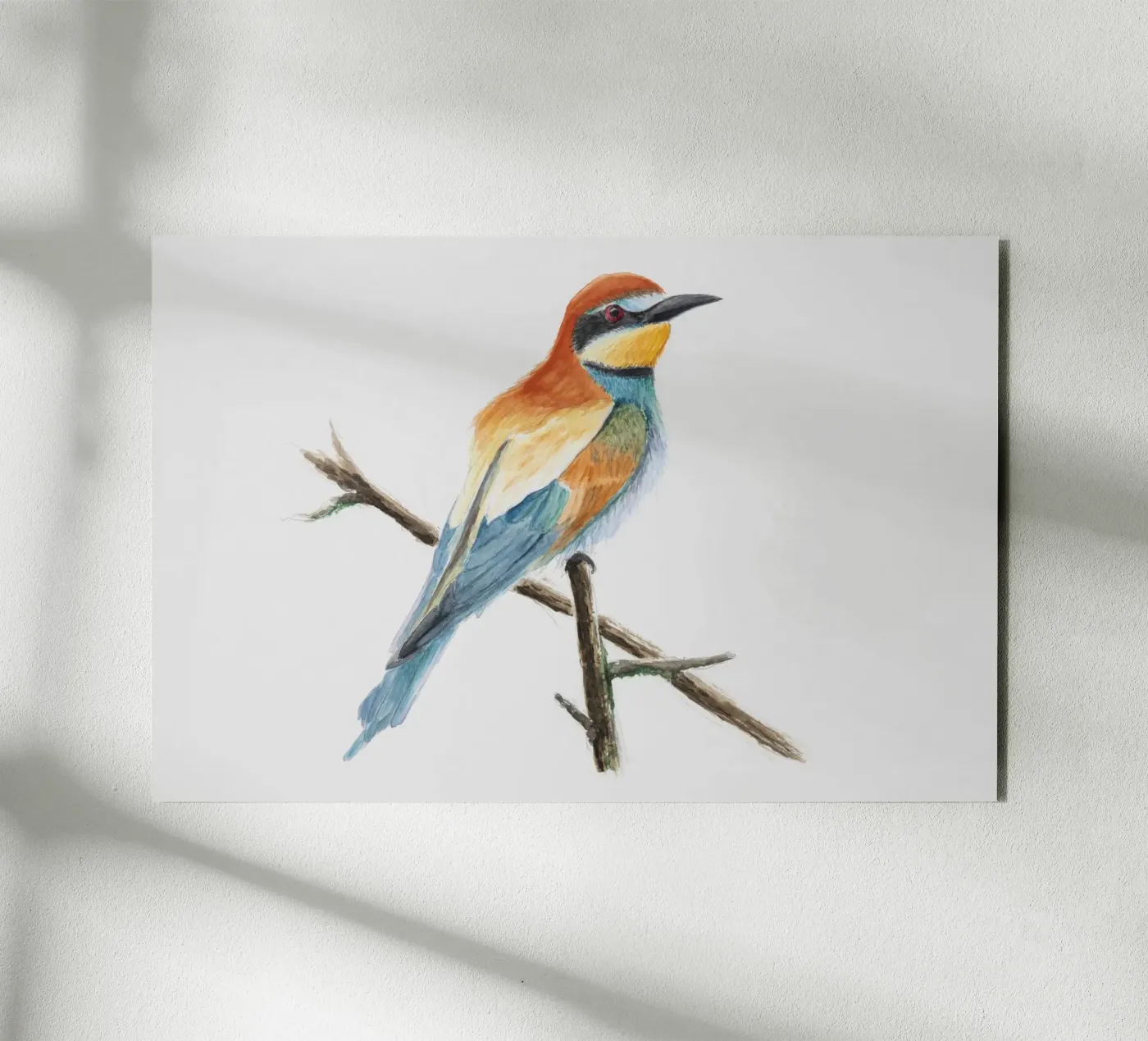 Bee-eater "Merops apiaster" aluminium-dibond van Barbara Buderath Illustrationen