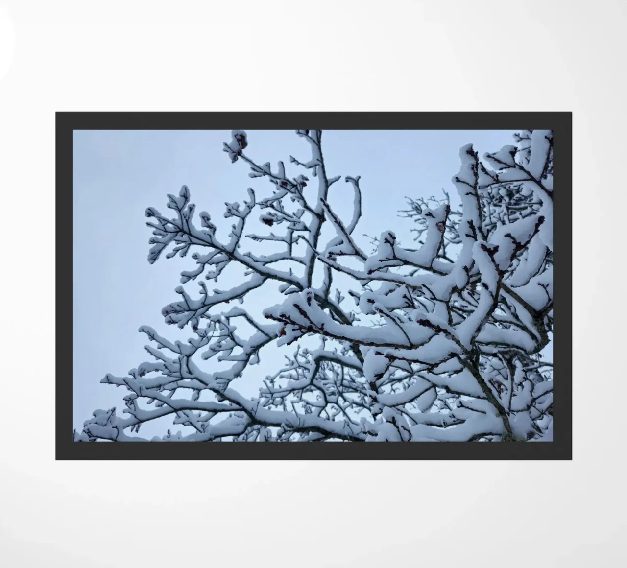 Snow zerbino da Piccola Serenata