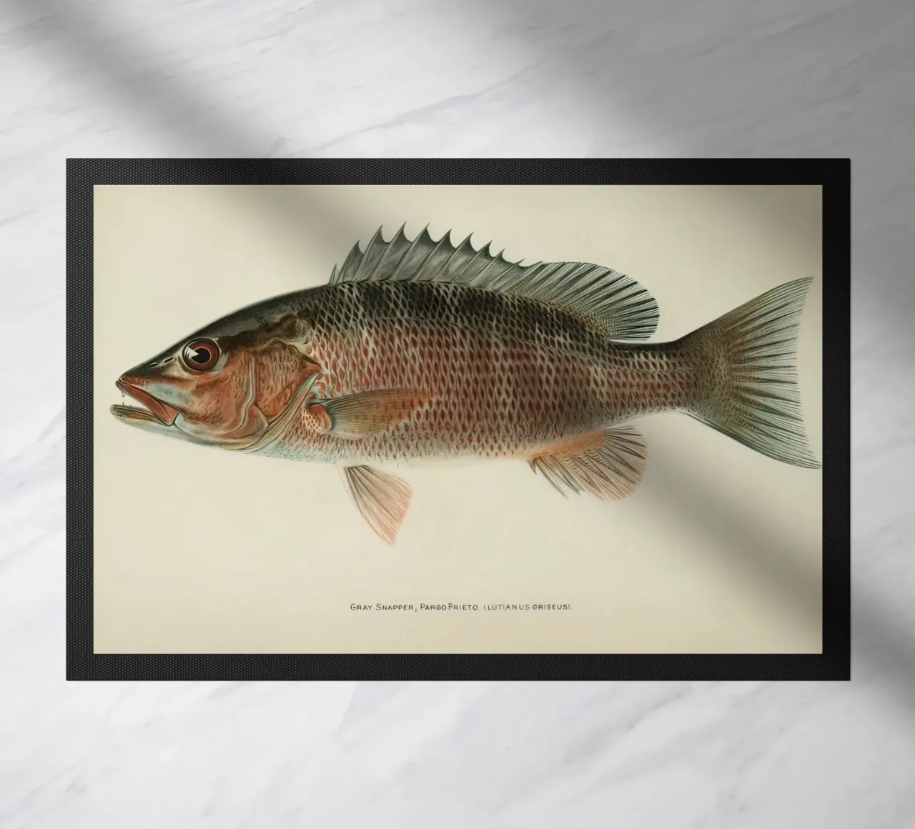 Fish Gray Snapper doormat by Monillustrations