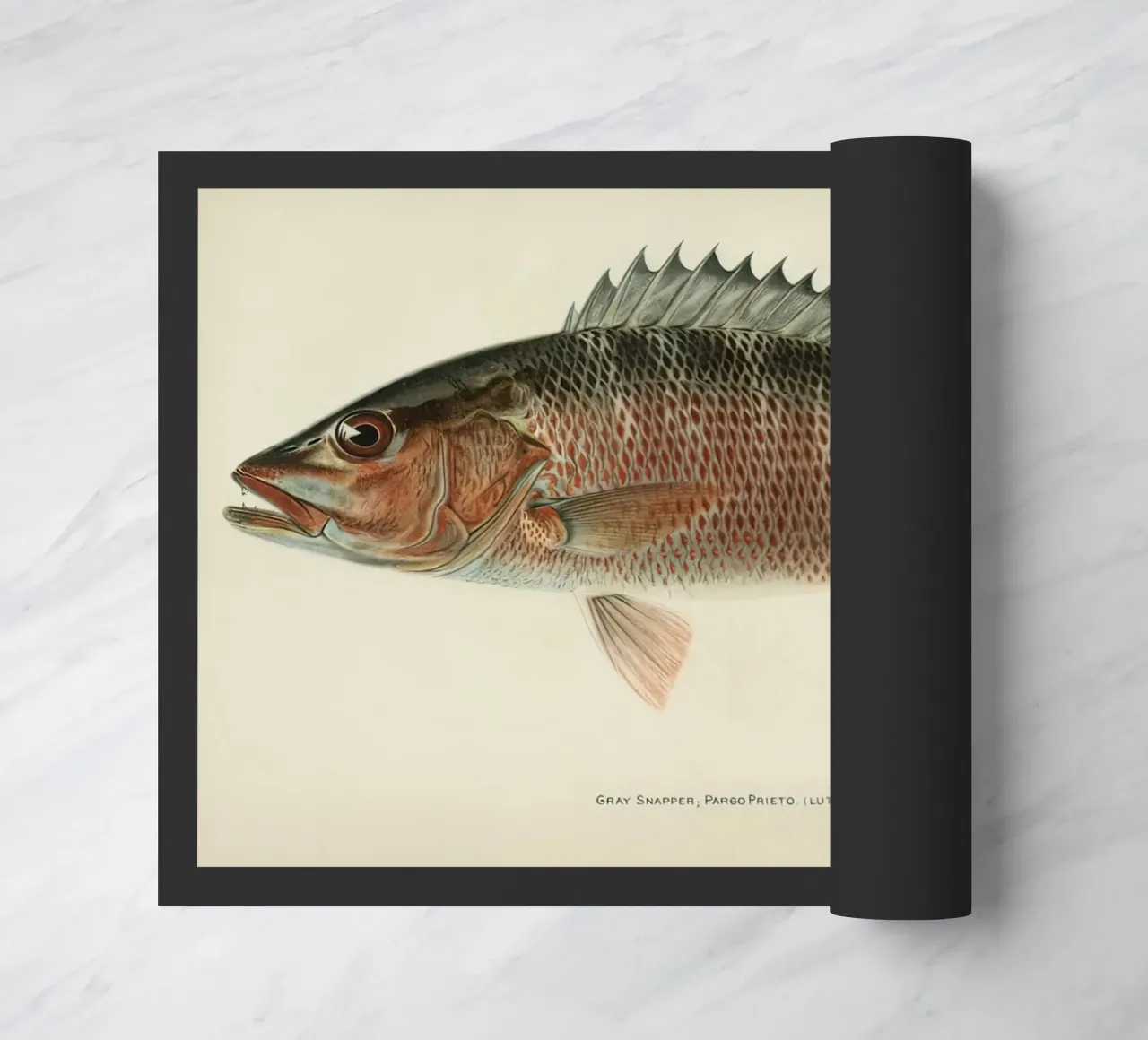 Fish Gray Snapper doormat by Monillustrations