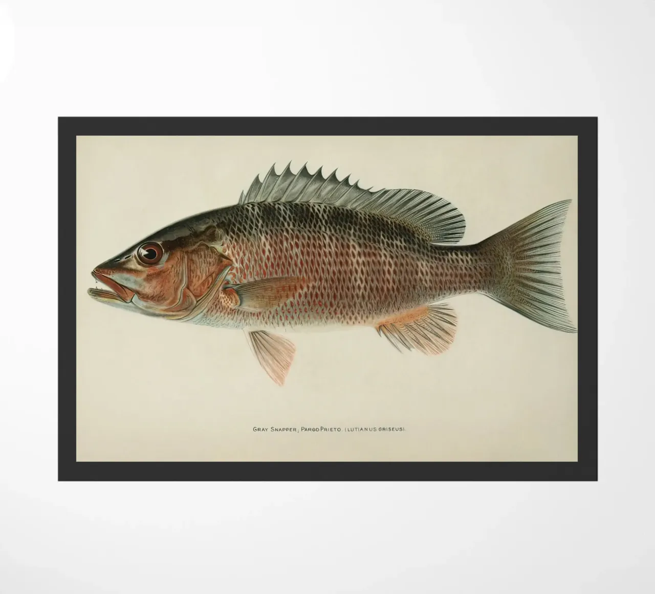 Fish Gray Snapper doormat by Monillustrations