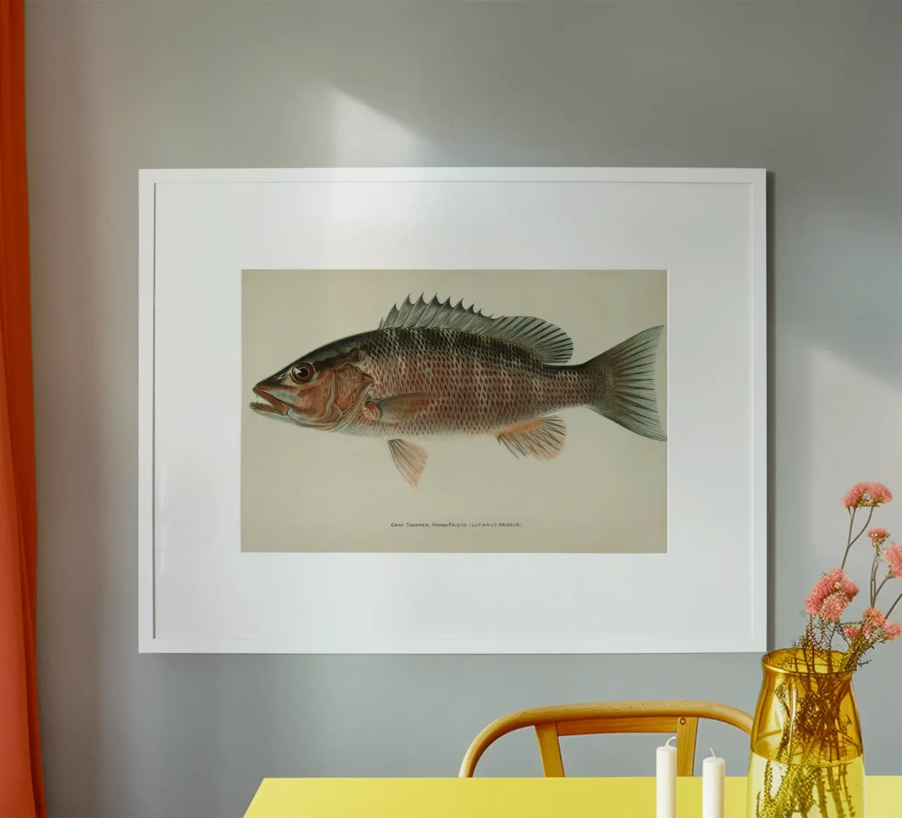 Pesce Cernia grigia poster da Monillustrations