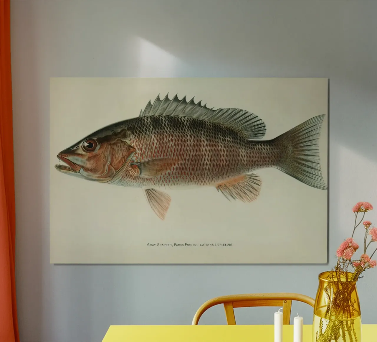 Pesce Cernia grigia poster da Monillustrations