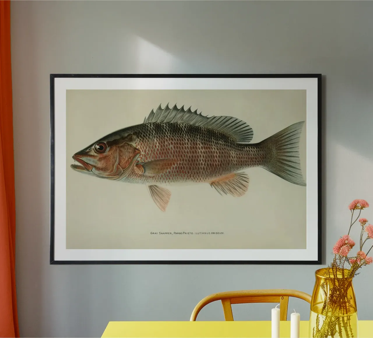 Fish Gray Snapper poster da Monillustrations