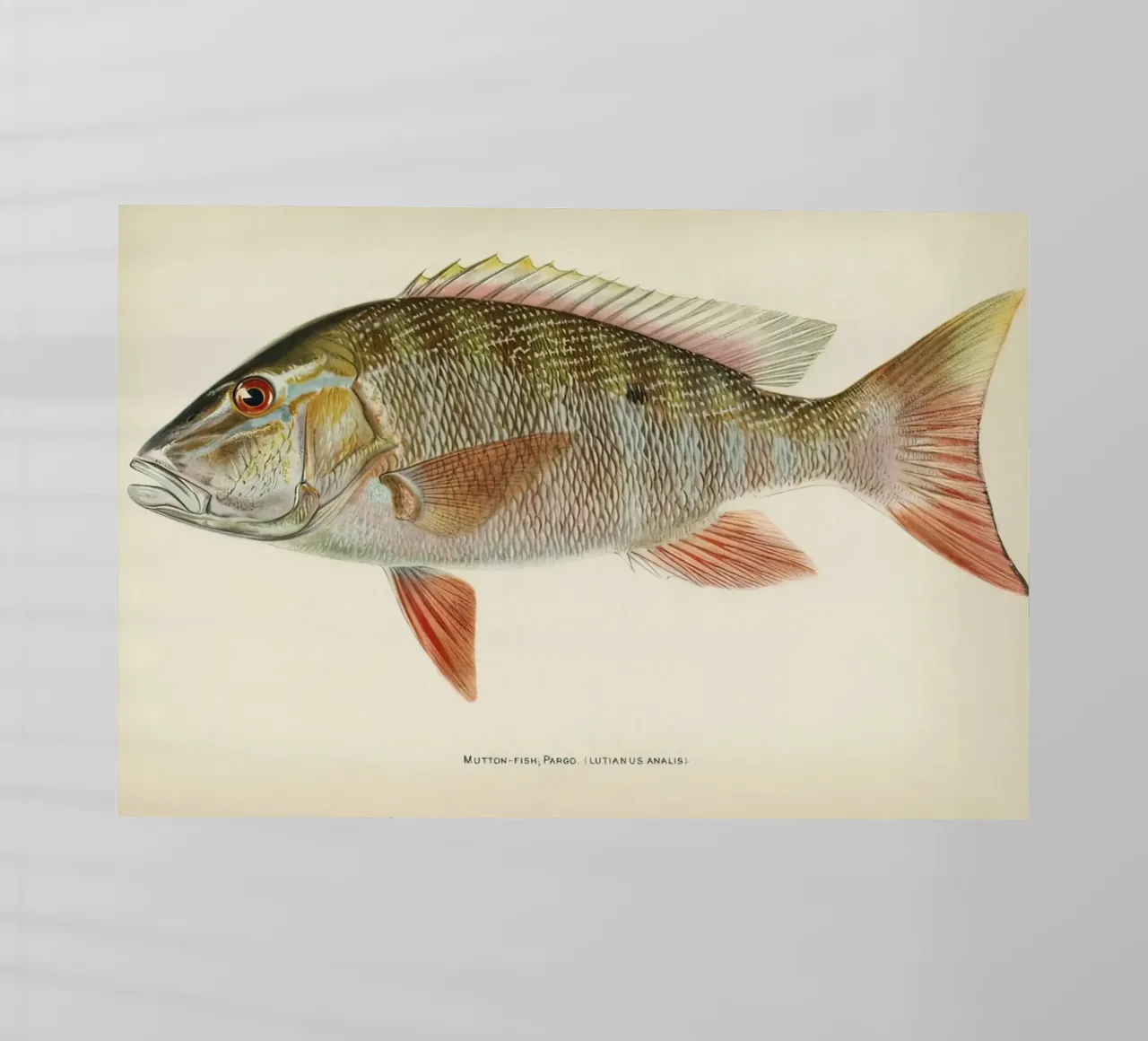 Pesce Mutton Snapper pellicola backlit da Monillustrations