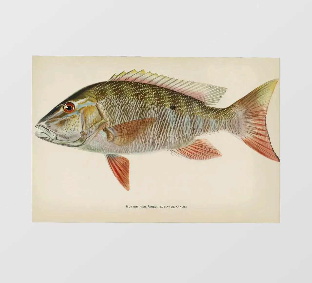 Pesce Mutton Snapper pellicola backlit da Monillustrations